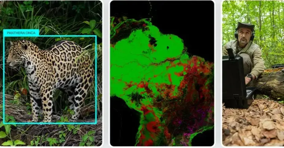 SpeciesNet - 谷歌开源的AI模型，助力野生动物识别和保护